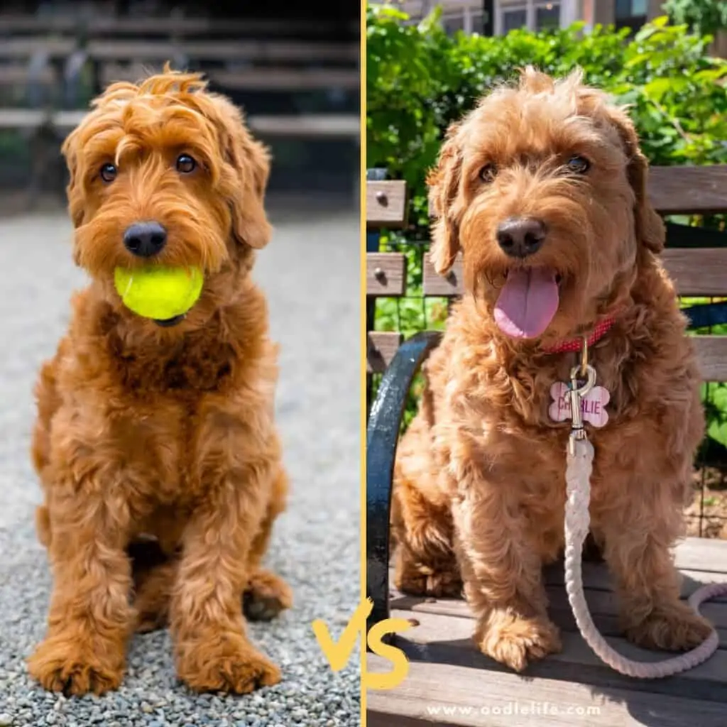 F1 vs. F1B Goldendoodle: Kluczowe różnice (ze zdjęciami)