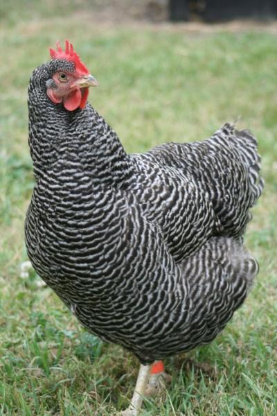 7. Kurczak Australorp