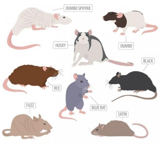Znaczenie odmian sierści, kolorów i oznaczeń u myszy