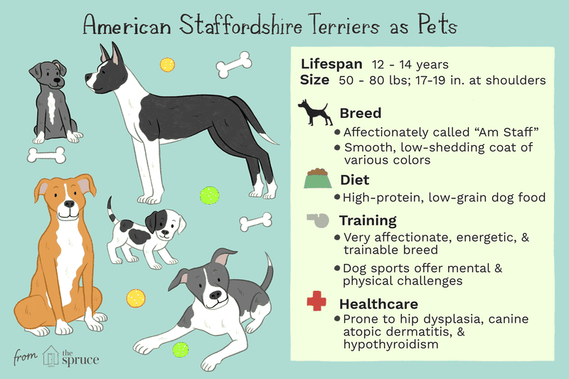 Temperament i inteligencja amerykańskiego staffordshire terriera