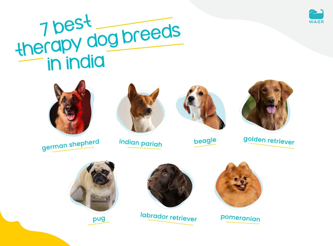 10 najpopularniejszych ras psów w Indiach