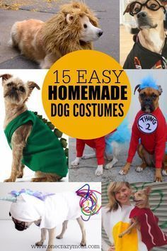9 pomysłów na kostiumy DIY dla psów, które możesz wykonać już dziś (ze zdjęciami)