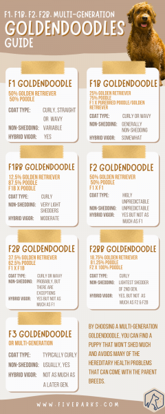 Czy Goldendoodle F2B jest dobrym zwierzęciem domowym?