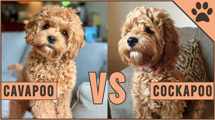 Cavapoo vs Mini Goldendoodle: Wyjaśnienie różnic (ze zdjęciami)