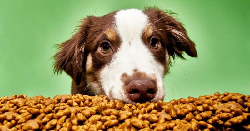 8. Halo Healthsome Vegan Grain-Free Biscuits przysmaki dla psów