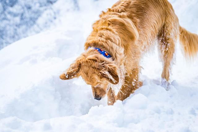 2. Skijoring