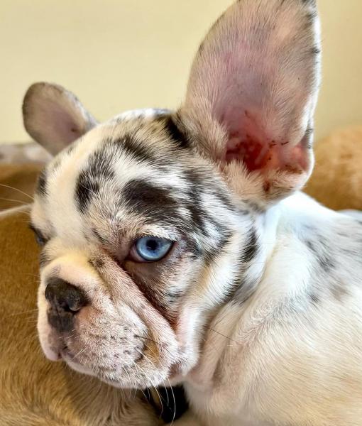 Do Pied French Bulldogs Make a Good Pet?