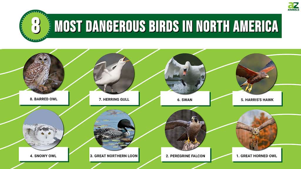 Jaki jest największy ptak szponiasty w Wielkiej Brytanii?