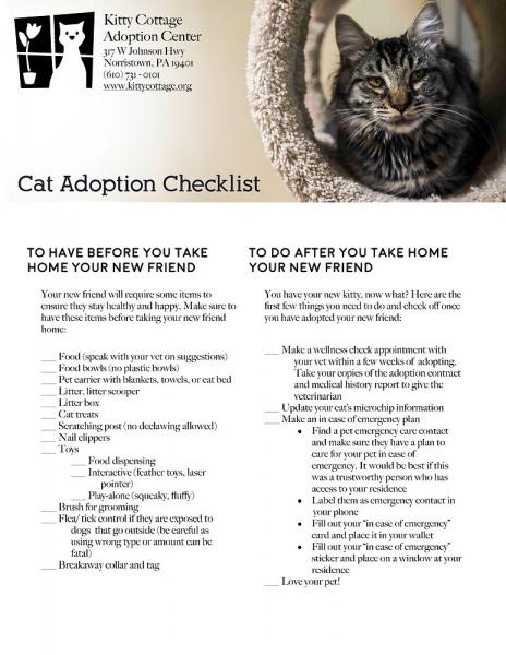 Lista kontrolna adopcji kota: 7 niezbędnych elementów