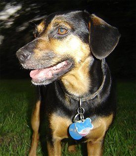 Beagleman (mieszanka beagle i pinczera dobermana): Zdjęcia, informacje, pielęgnacja i więcej