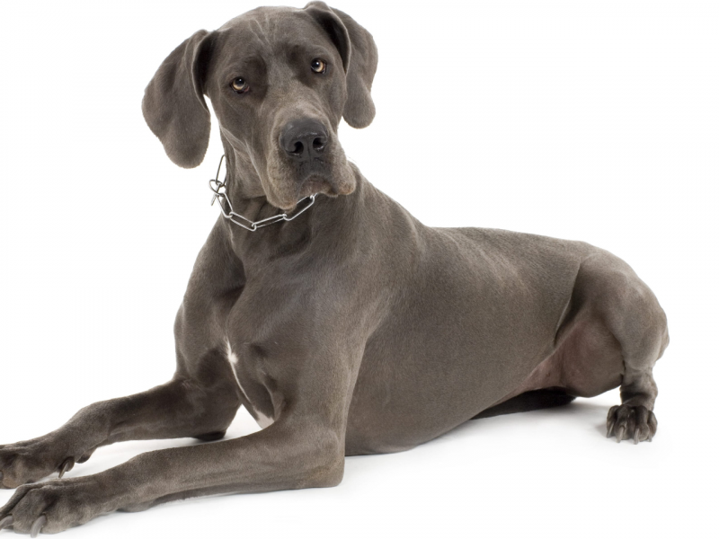 Ile linieją psy rasy dog niemiecki? Wskazówki dotyczące pielęgnacji i czesania