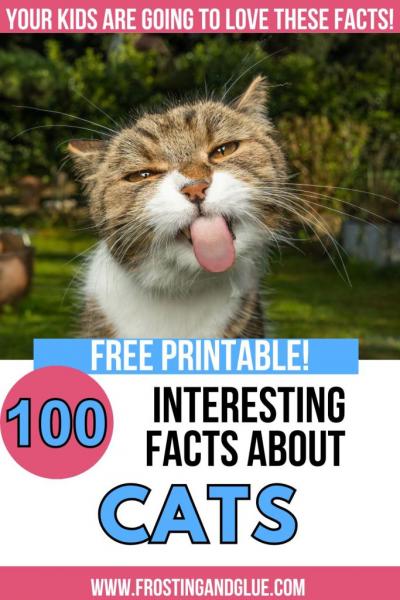 60 faktów o kotach