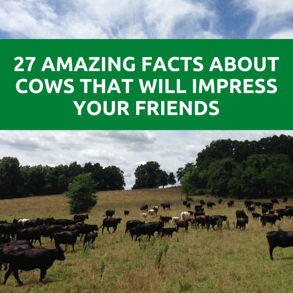 15 fascynujących i zabawnych faktów na temat krów, o których nigdy nie wiedziałeś