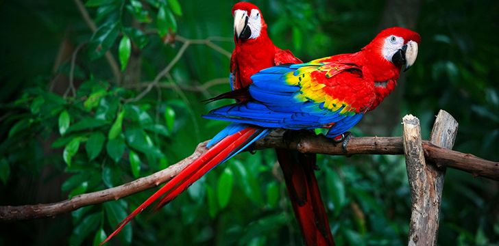 2. Papużki są najmniejszymi ptakami z rodziny papugowatych