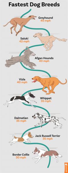 Prędkości berneńskiego psa pasterskiego w teście szybkości CAT (Course Agility Test)