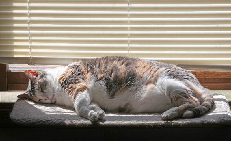 Jak zabezpieczyć rolety przed kotami: 6 wskazówek zatwierdzonych przez weterynarza