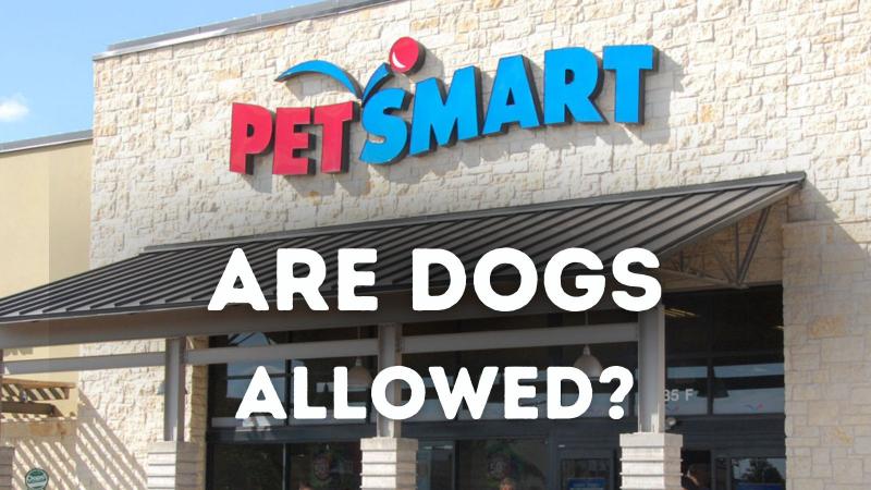 Czy psy i inne zwierzęta są dozwolone w PetSmart? 2024 Zasady dotyczące zwierząt domowych w sklepie