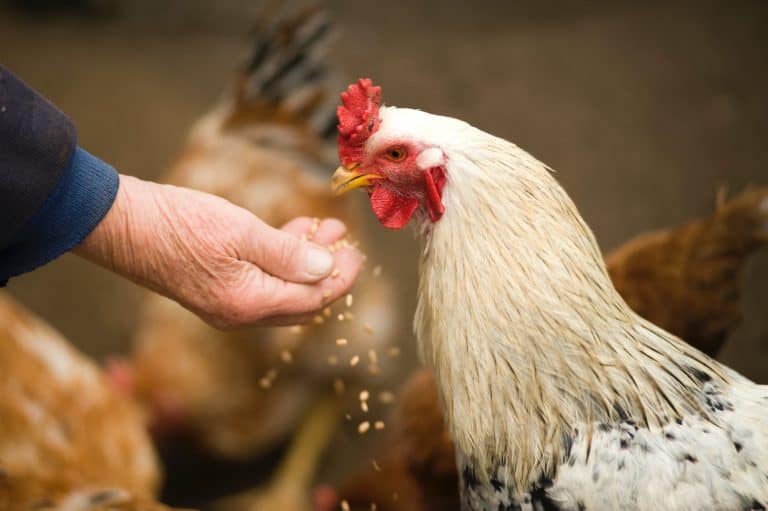 Jakie są korzyści ze spożywania ryżu przez kurczaki?