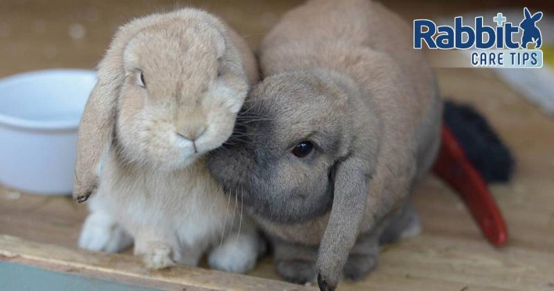 9 uroczych ras królików uszatych (ze zdjęciami)