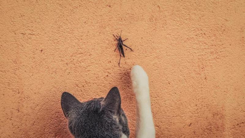 4 środki odstraszające owady dla kotów DIY