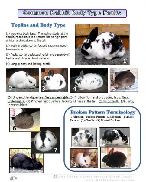 5 typów budowy ciała królików