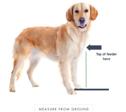 Podniesione a podłogowe miski dla psów: Kluczowe różnice (ze zdjęciami)