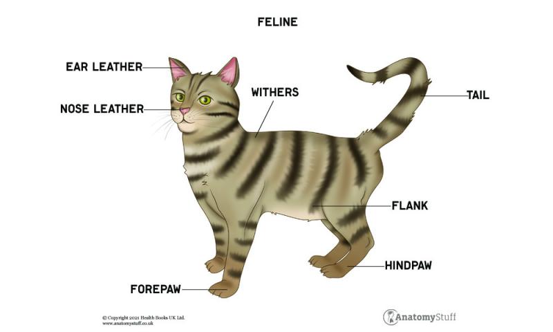 Czy wszystkie koty mają kciuki? Anatomia kotów sprawdzona przez weterynarza