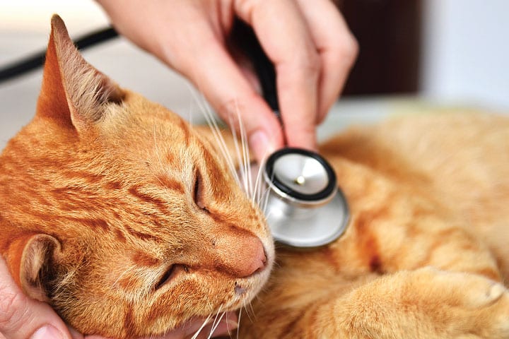 Jakie są przyczyny padaczki i drgawek u kotów?