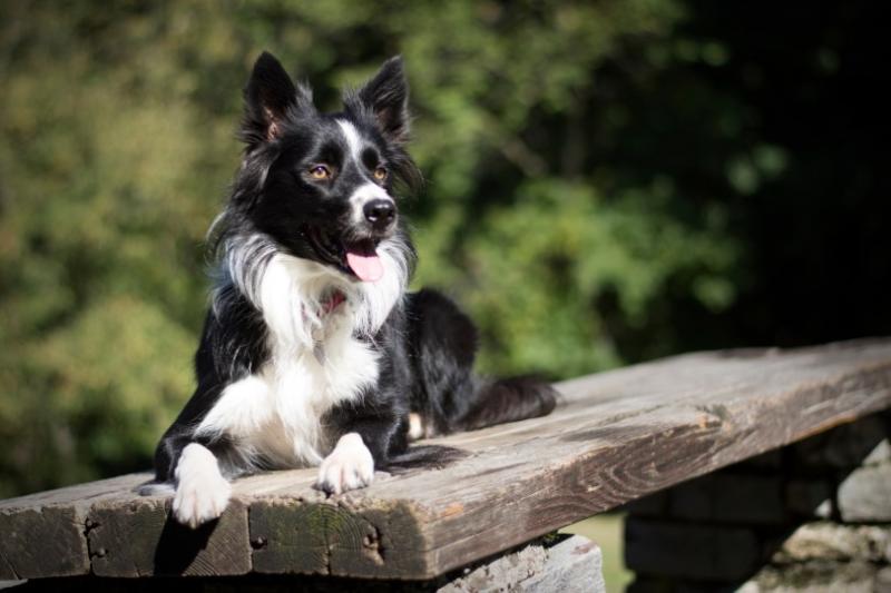 Jakie są etapy cyklu rujowego u Border Collie?