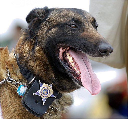 Rasy, które są dobrymi psami policyjnymi