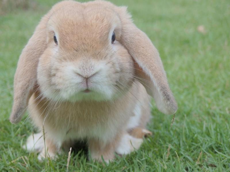 The 6 Tips For Introducing A Cat To A Rabbit