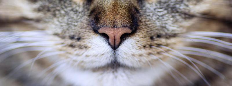 Dlaczego kocie nosy są mokre?