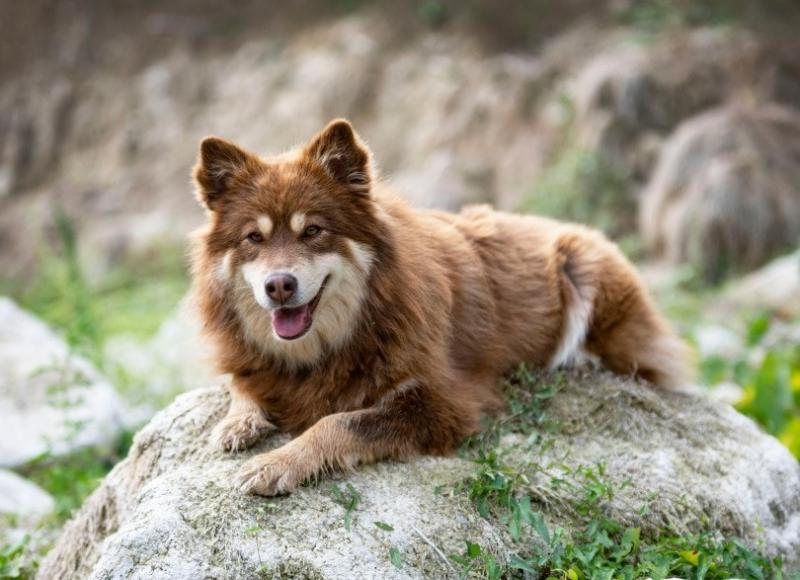 Charakterystyka fińskiego lapphunda