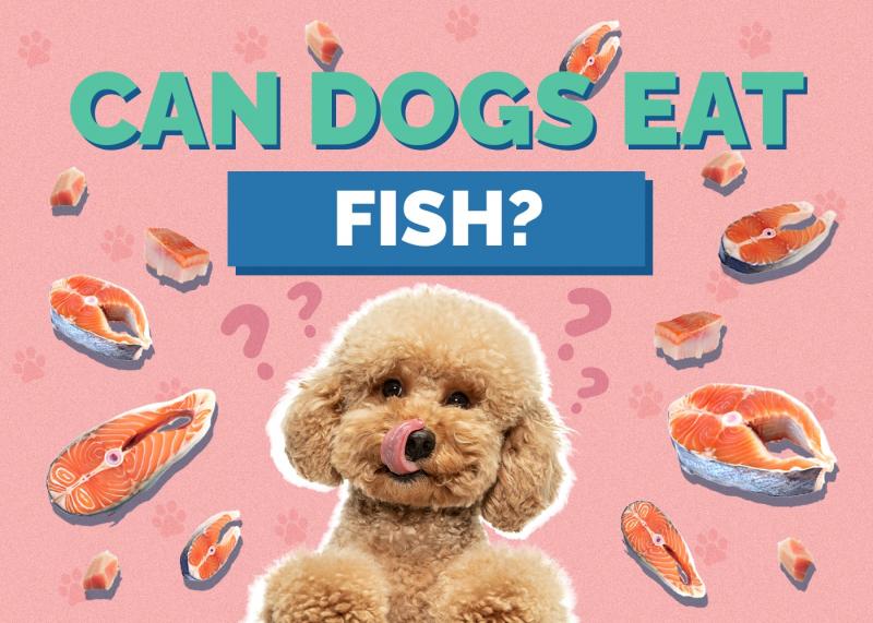 Jakich ryb nie mogą jeść psy?