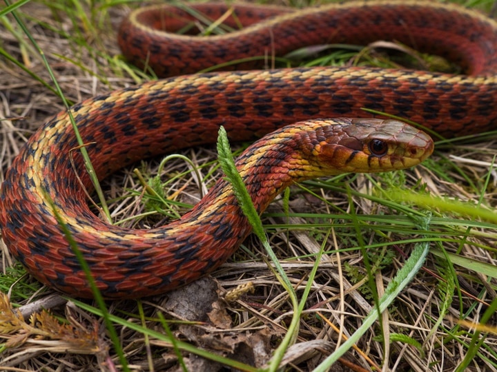 10 rodzajów węży do pończoch: Morfy i kolory (ze zdjęciami)
