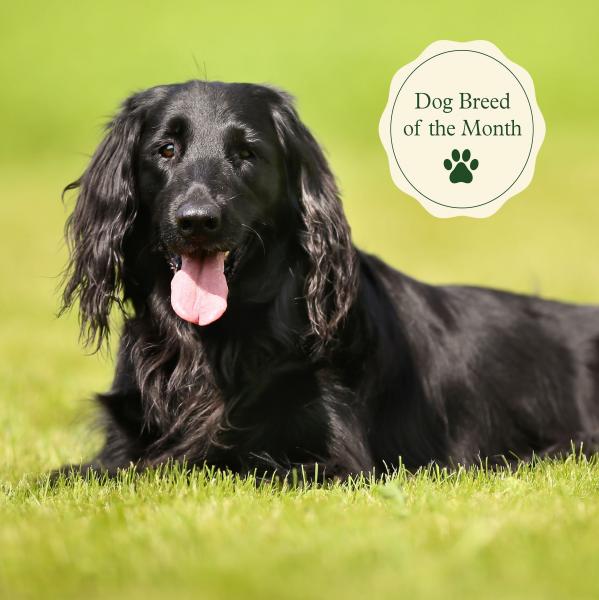 Co to jest Flat-Coated Retriever Society of America?