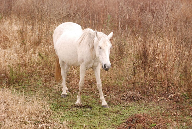 3. Peruwiański koń paso