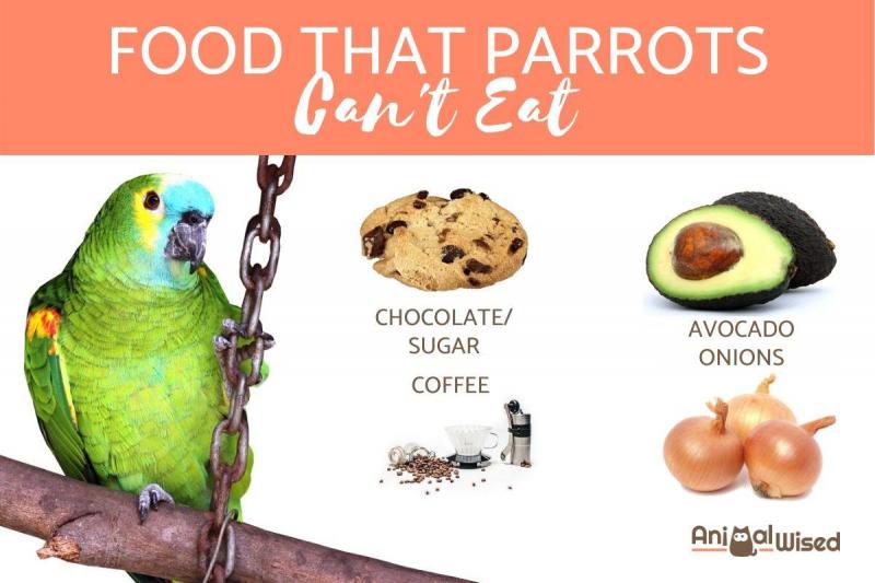 Czy kakadu mogą jeść truskawki? Co musisz wiedzieć