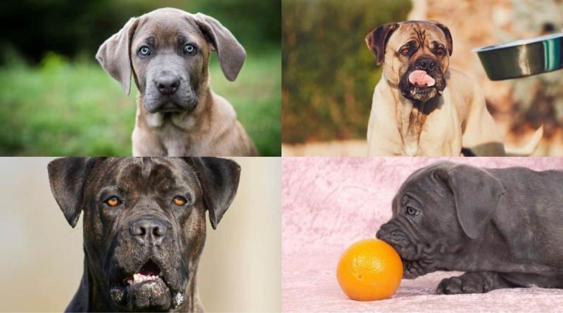 5 standardowych kolorów AKC dla Cane Corso