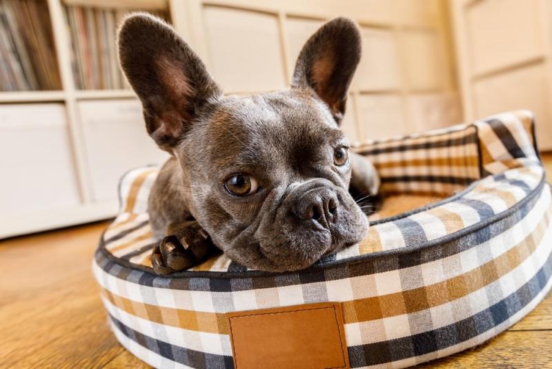 15 francuskich ras psów: Informacje, zdjęcia, temperament i więcej