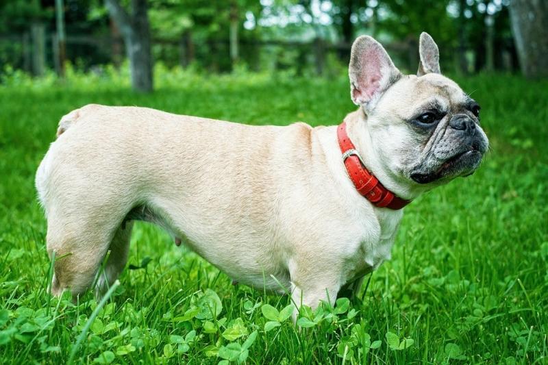 1. Buldog francuski Isabella Platinum jest uważany za jeden z najrzadszych kolorów psów w historii. Zakup jednego z tych egzotycznych francuskich psów od renomowanego hodowcy może kosztować nawet 12 000 dolarów.
