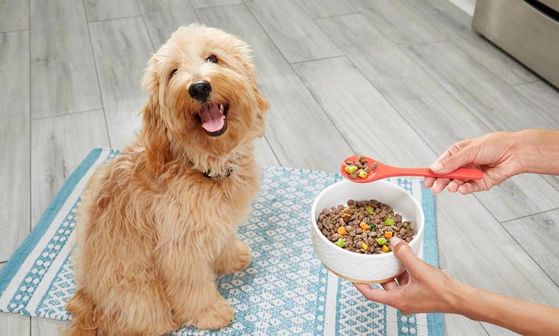 Czy można zamrażać świeżą karmę dla psów?