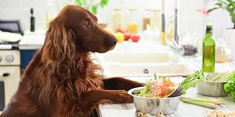 Jak podgrzać karmę dla psa