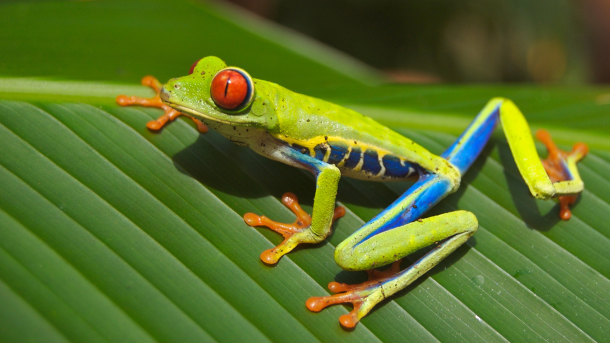 15 rodzajów żab drzewnych: Przegląd (ze zdjęciami)