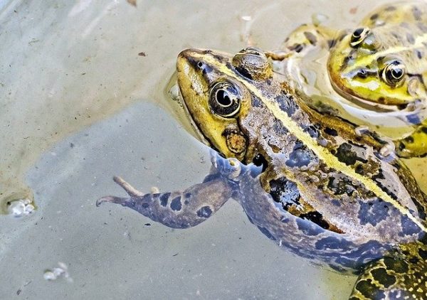 Czy żaby i żółwie mogą żyć razem?