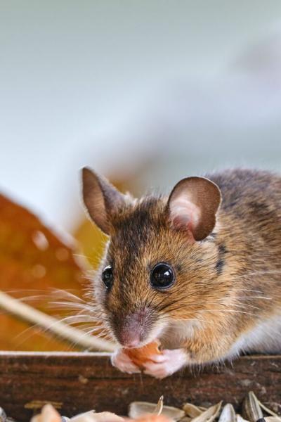 24 fajne fakty o myszach, o których mogłeś nie wiedzieć