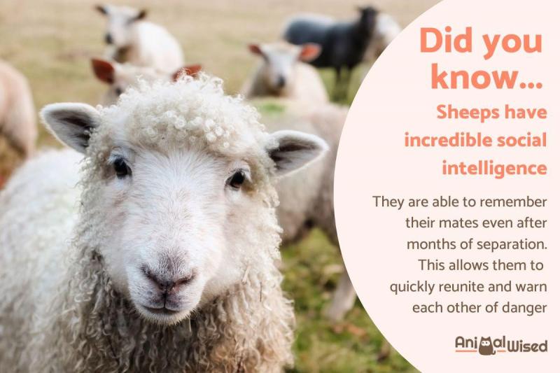 13 fascynujących i zabawnych faktów na temat owiec do poznania w 2024 roku