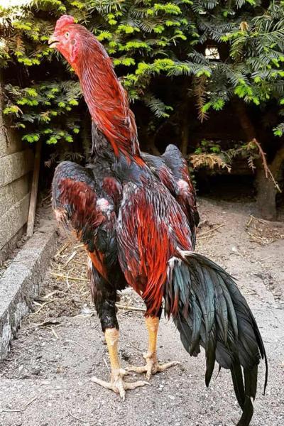 7 najbardziej agresywnych ras kurczaków i kogutów (ze zdjęciami)