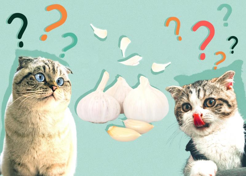 Czym jest toksyczność czosnku u kotów?