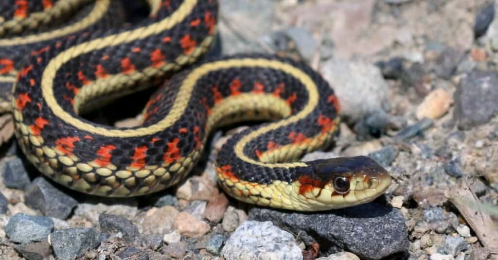 10 węży występujących w Montanie (ze zdjęciami)